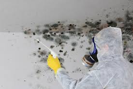 Best Mold Documentation for Insurance Claims  in USA